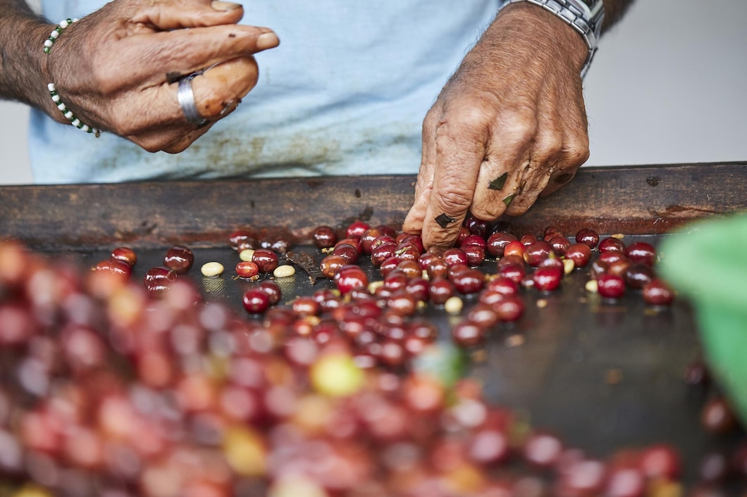 Odkrywając tajemnice smaku – podstawowe odmiany i metody parzenia kawy z brazylijskich plantacji